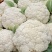 浙江瑞安市登明蔬菜专业合作社花菜代收欢迎新老客户前来冾谈