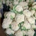 浙江瑞安市登明蔬菜专业合作社花菜代收欢迎新老客户前来冾谈