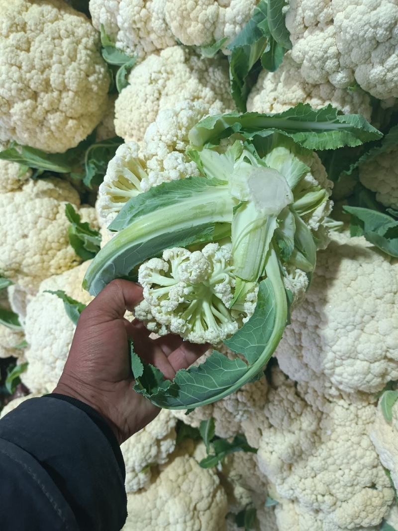 徐州沛县有机花菜大量上市中大米粒小米粒都有有需要的老板联
