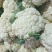 徐州沛县有机花菜大量上市中大米粒小米粒都有有需要的老板联