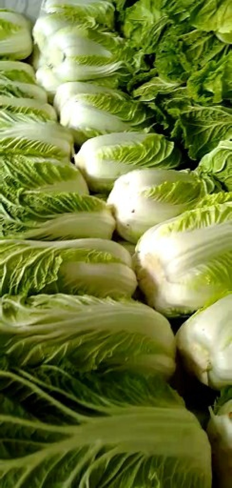 黄心大白菜，质优价廉！！