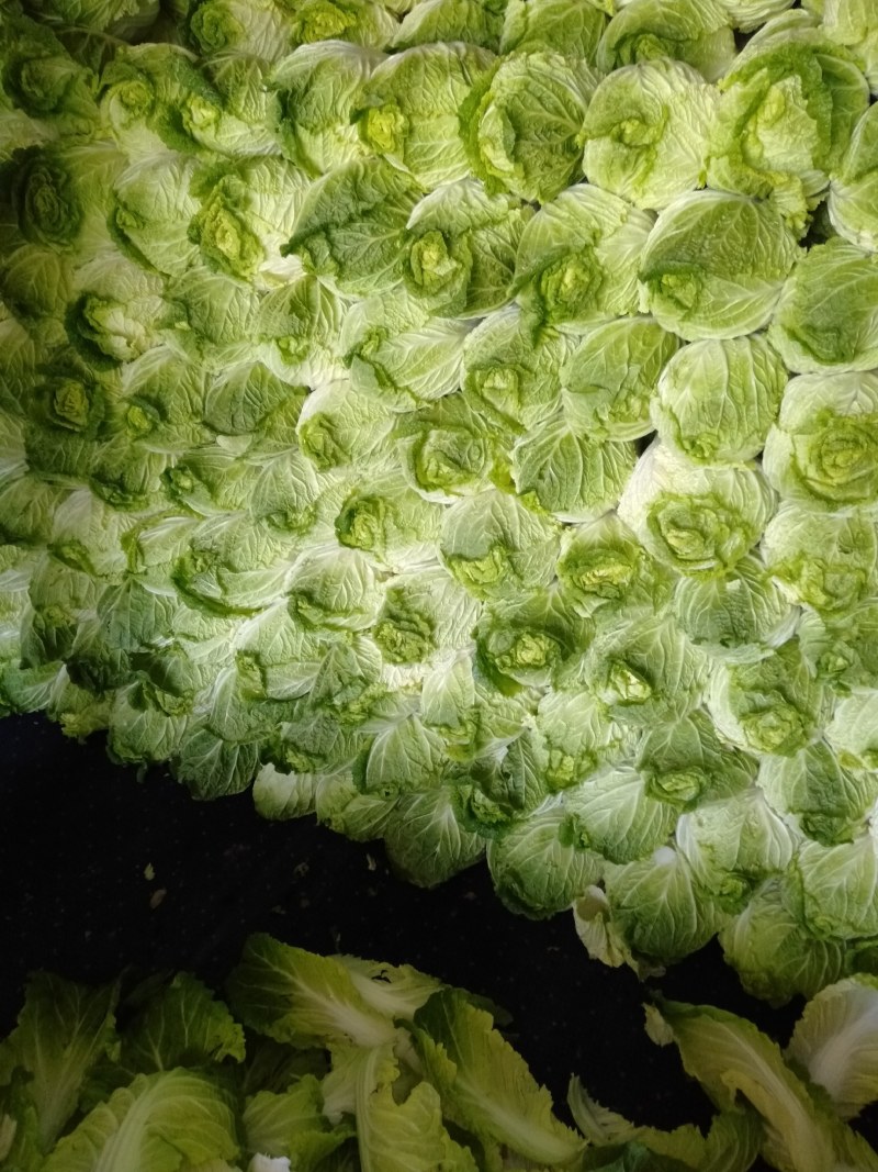 黄心大白菜，质优价廉！！