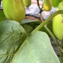 精品绿茄
