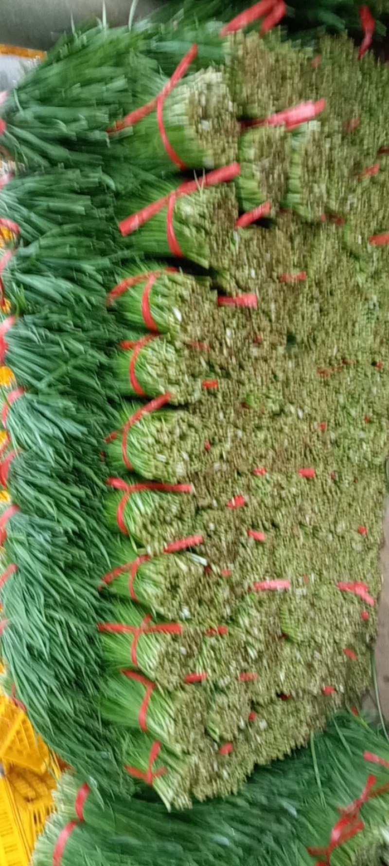 湛江徐闻县沙土大叶韭菜，量大质优，常年供应全国发货。
