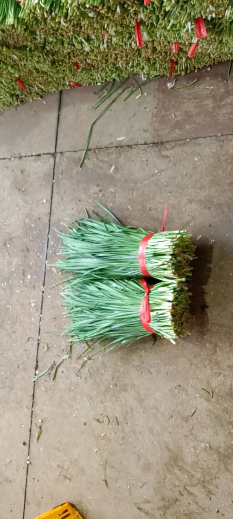 湛江徐闻县沙土大叶韭菜，量大质优，常年供应全国发货。