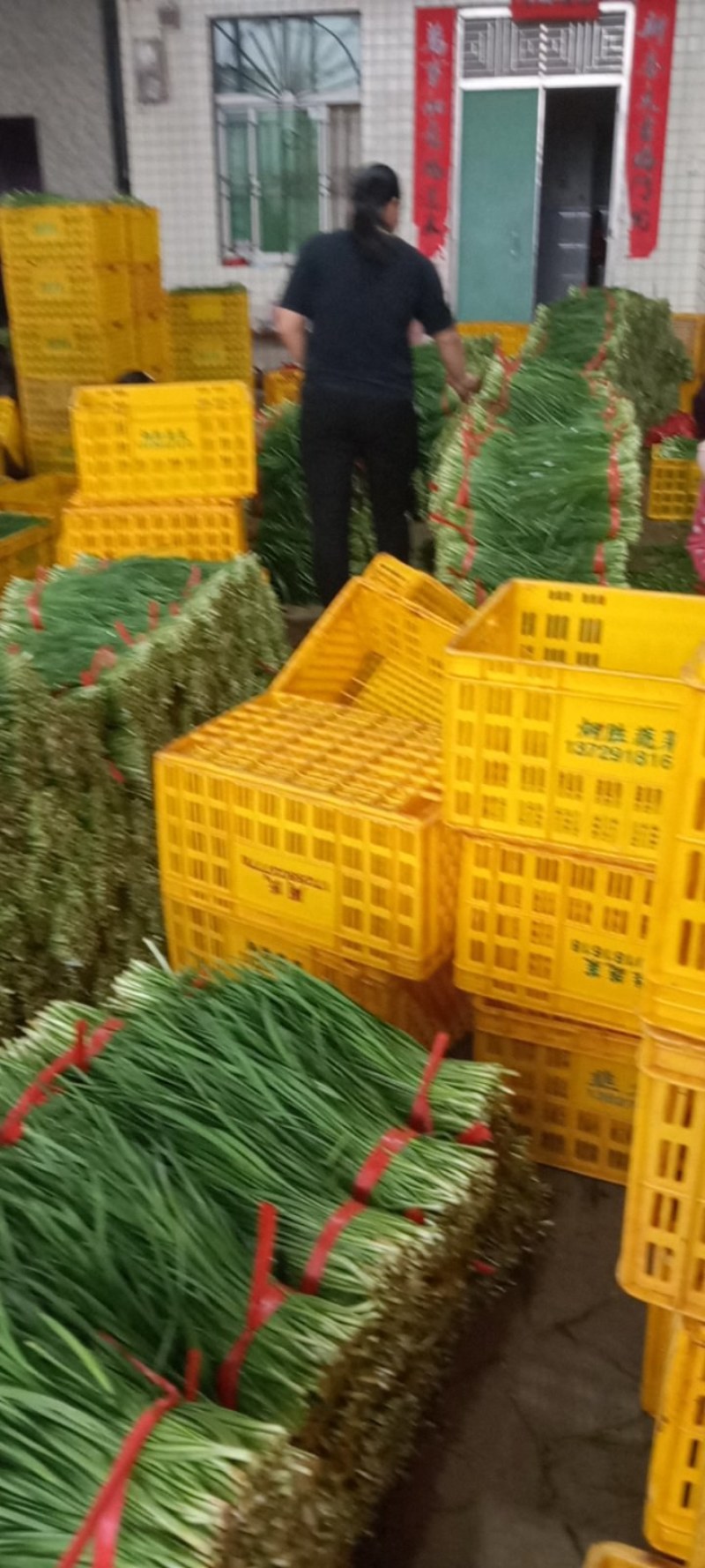 湛江徐闻县沙土大叶韭菜，量大质优，常年供应全国发货。