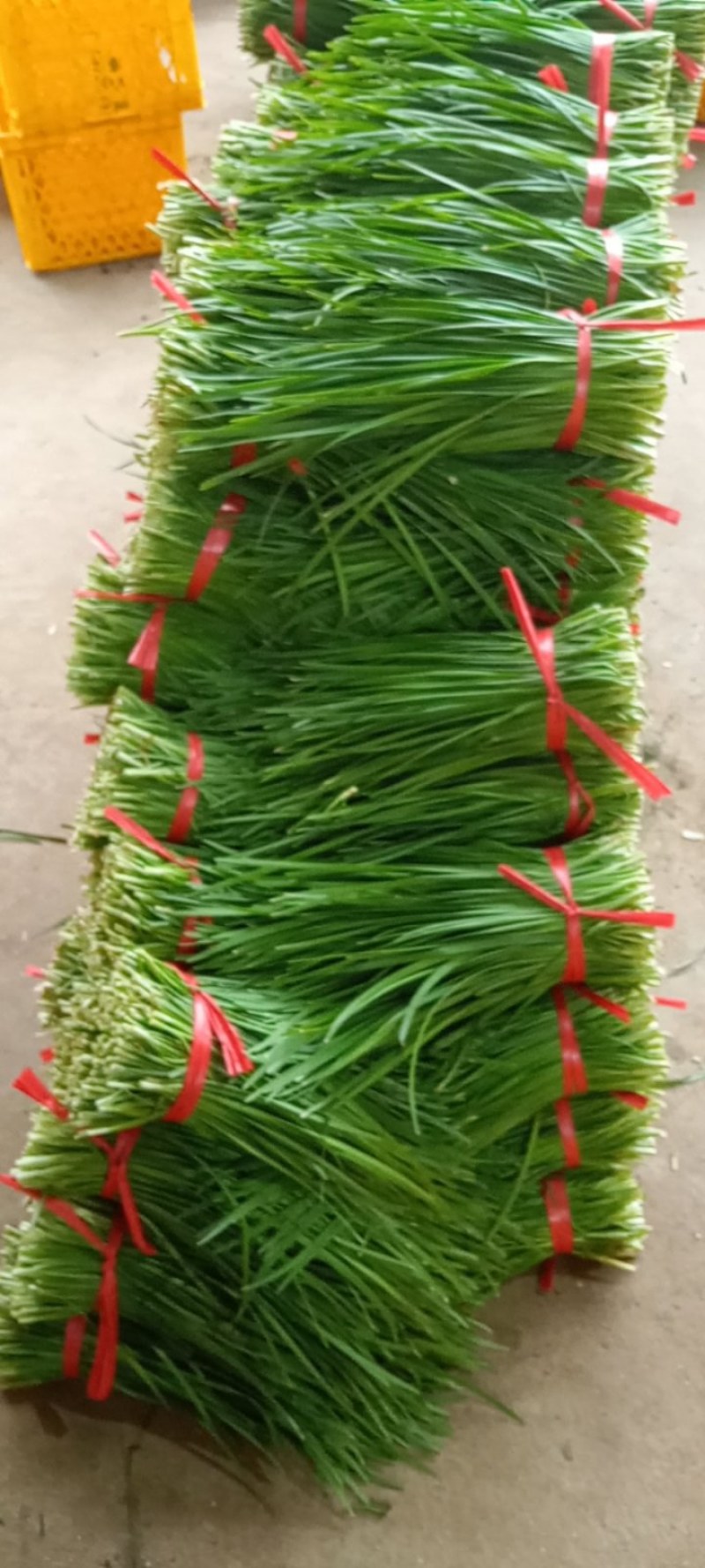 湛江徐闻县沙土大叶韭菜，量大质优，常年供应全国发货。