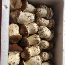 河南赤松茸大球盖菇大型种植基地新鲜优质
