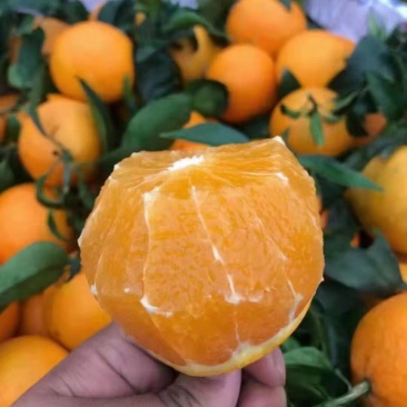 湖北纽荷尔长虹脐橙大量鲜果采摘口感纯甜脐橙二级果大量有货