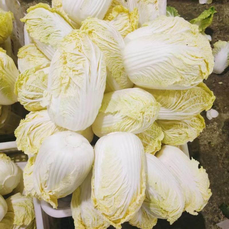 精包娃娃菜大娃小娃一手货源基地大吨位供应