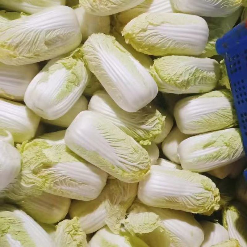精包娃娃菜大娃小娃一手货源基地大吨位供应