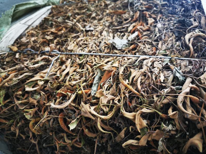 石韦，大叶，小叶，各种规格支持定做