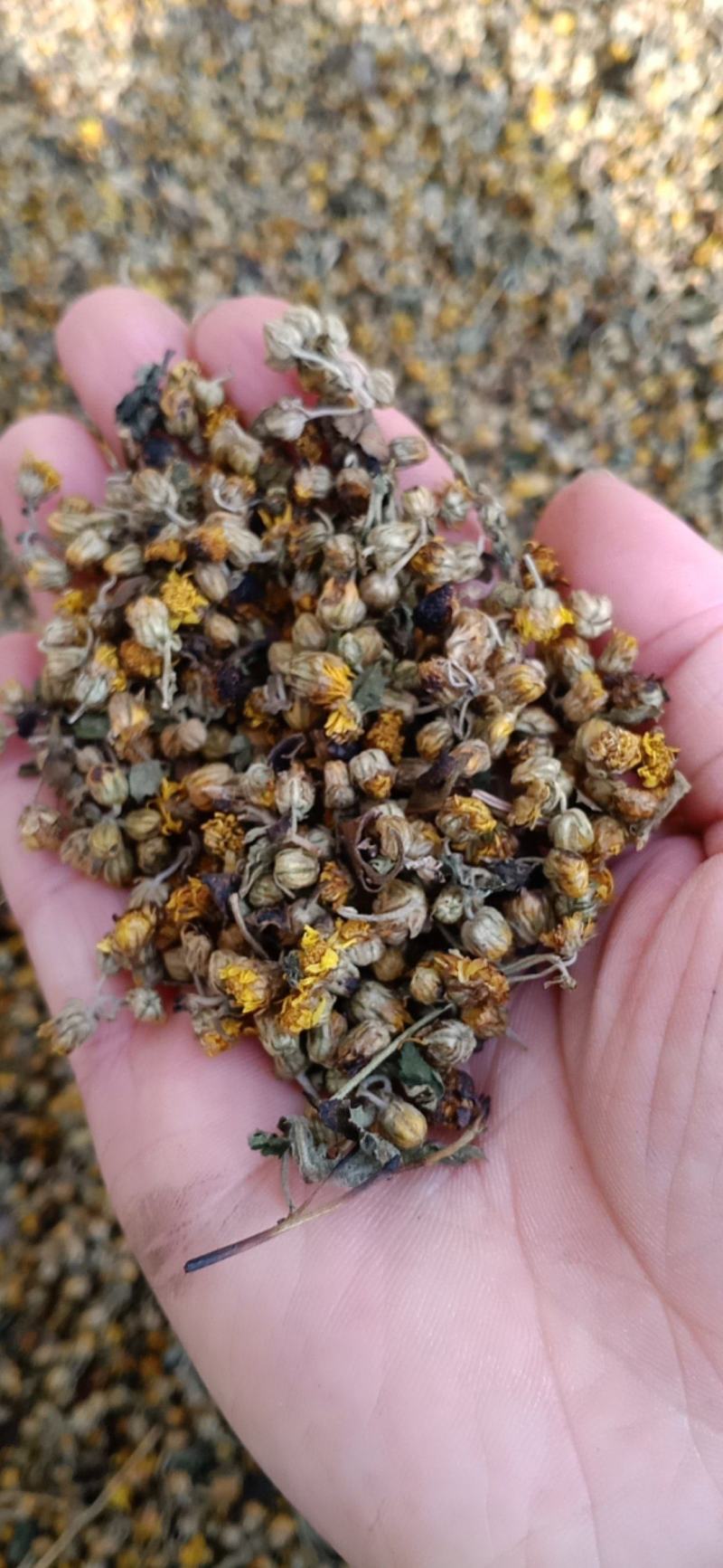 菊花，菊花茶，菊花枕，还来就菊花，菊花功效多