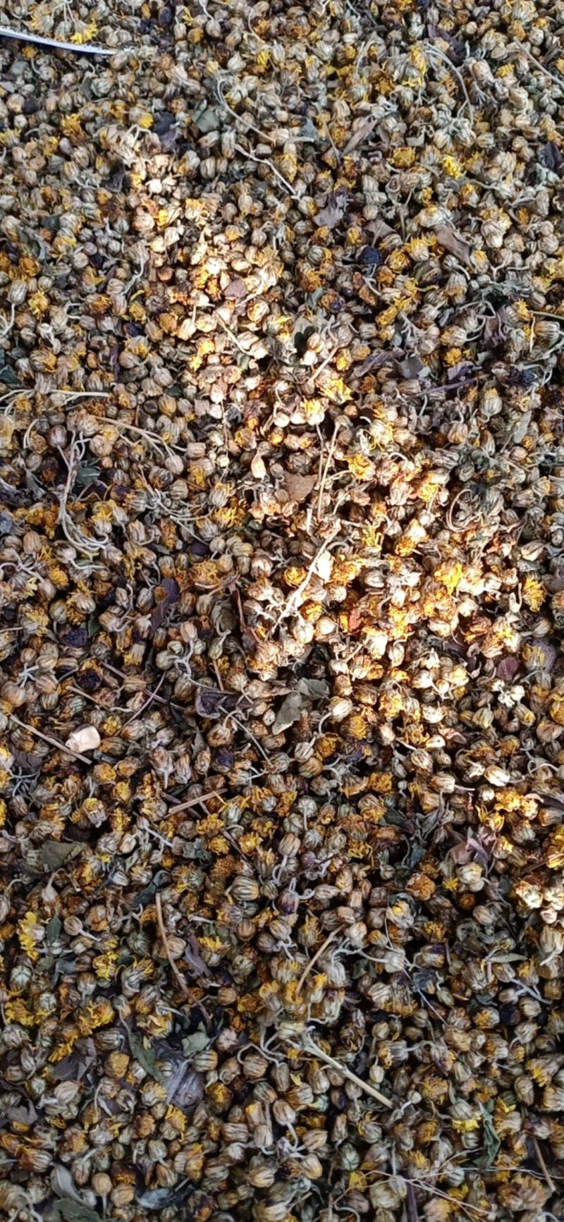 菊花，菊花茶，菊花枕，还来就菊花，菊花功效多