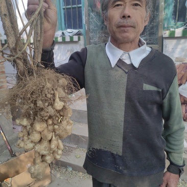 现挖沙地洋姜，鬼子姜