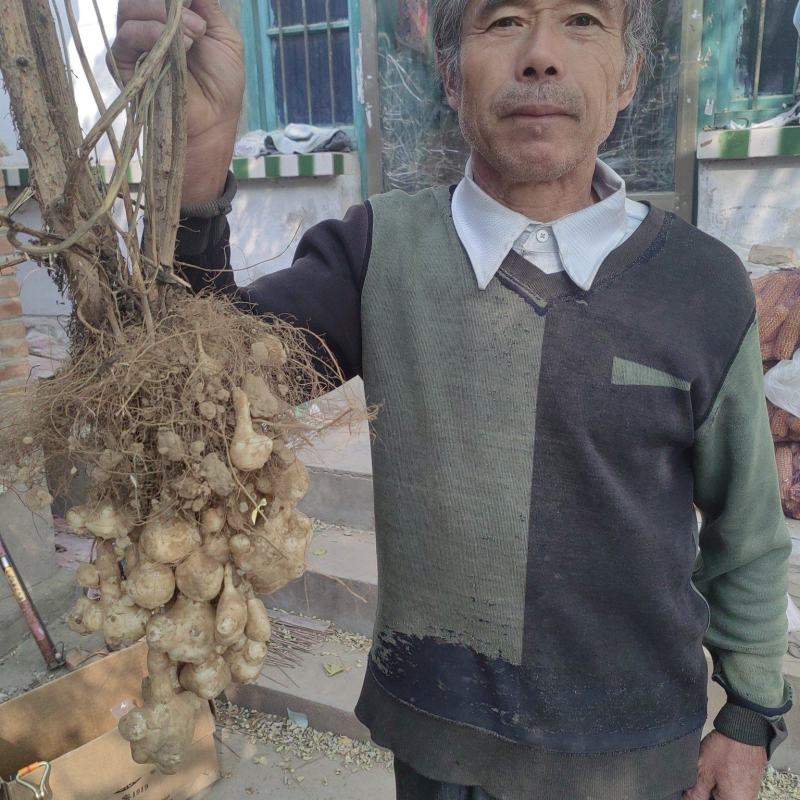 现挖沙地洋姜，鬼子姜