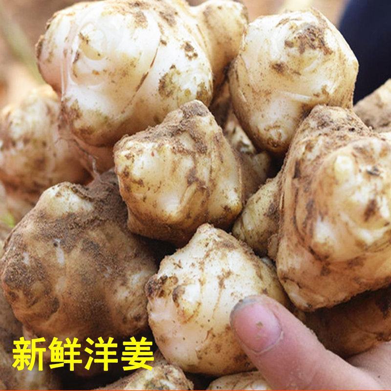 现挖沙地洋姜，鬼子姜