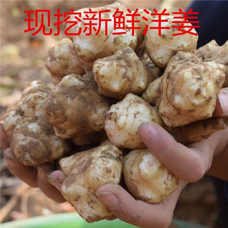 现挖沙地洋姜，鬼子姜