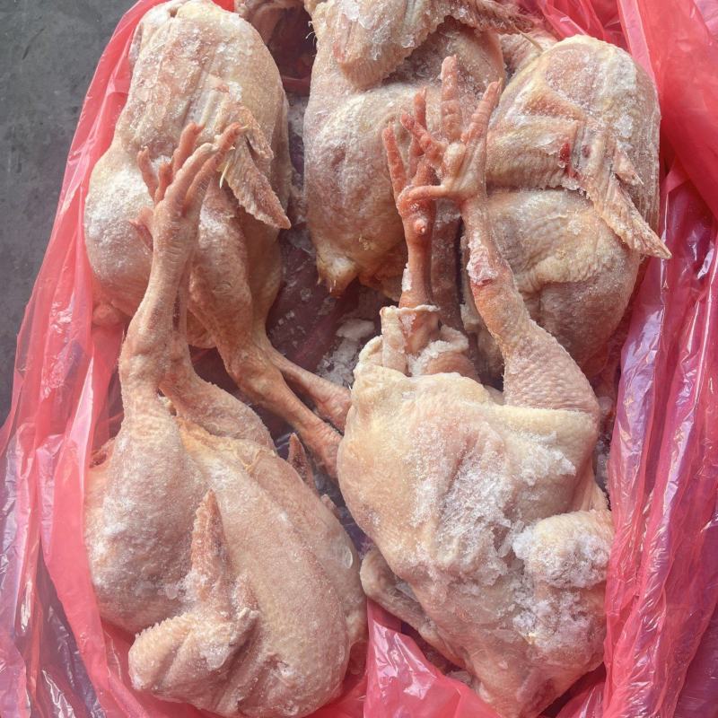 肉食鸡