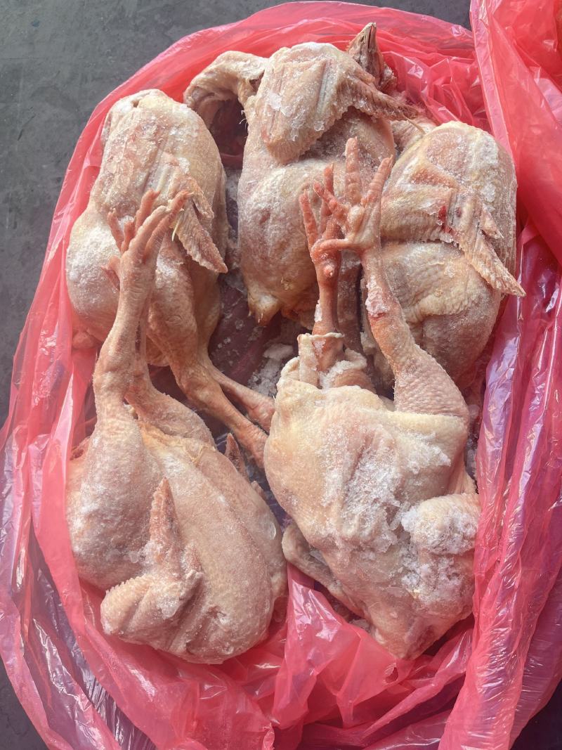肉食鸡