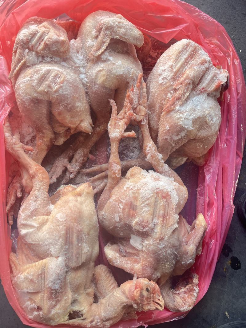 肉食鸡