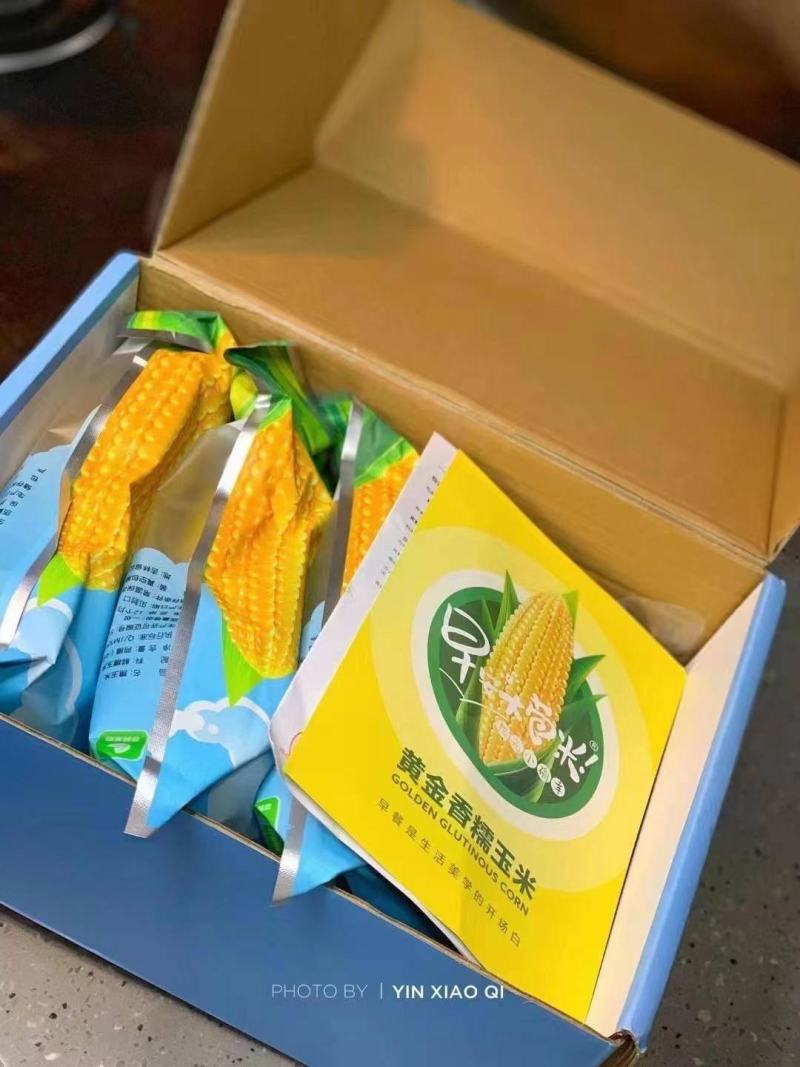 【一件代发】早安大包米.黄金香糯玉米（有机种植非转基因）