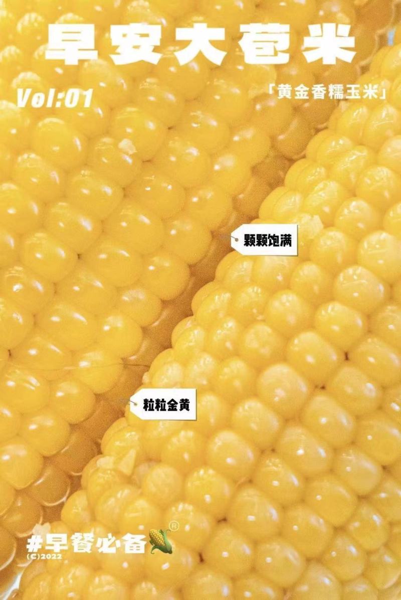 【一件代发】早安大包米.黄金香糯玉米（有机种植非转基因）