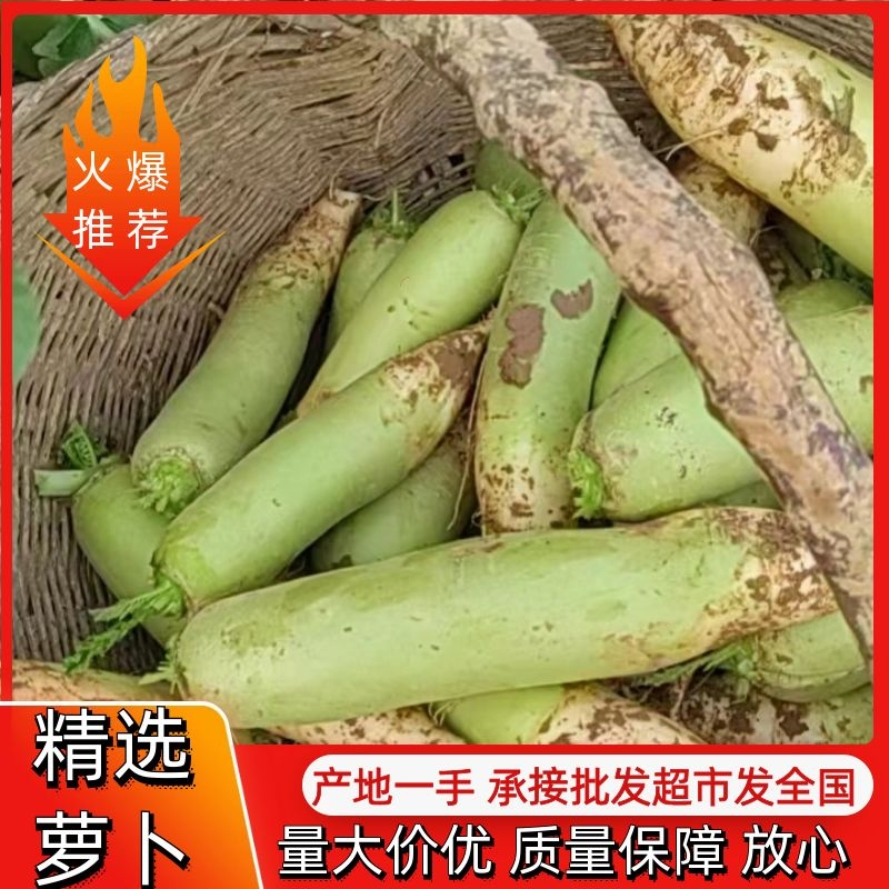 露头青萝卜大量供应，市场，超市，电商平台，诚实守信