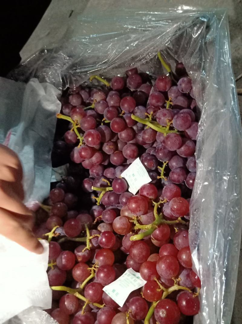 河北巨峰葡萄口感特甜干净颗粒大品质保证诚信经营接商超市场