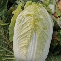 黄心白菜