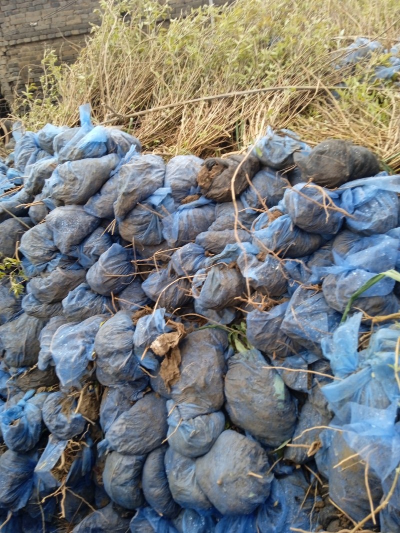 金叶莸，裸根，土球，杯苗都有各种规格都有，易成活大拨