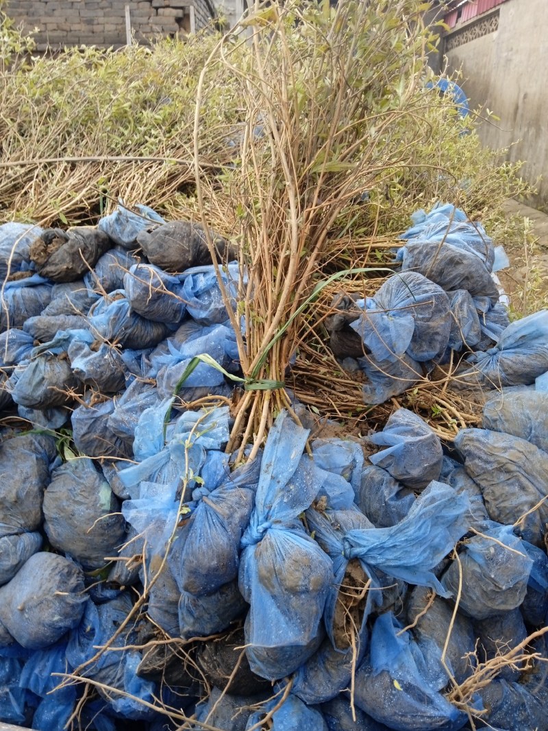 金叶莸，裸根，土球，杯苗都有各种规格都有，易成活大拨