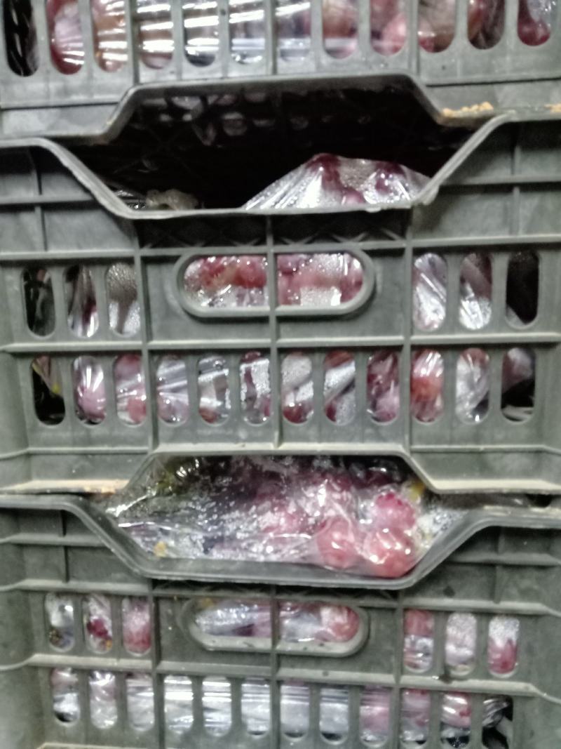 河北巨峰葡萄口感特甜干净颗粒大品质保证诚信经营接商超市场