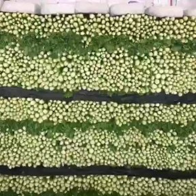 【芹菜】河北西芹大量供应可实地考察对接全国市场