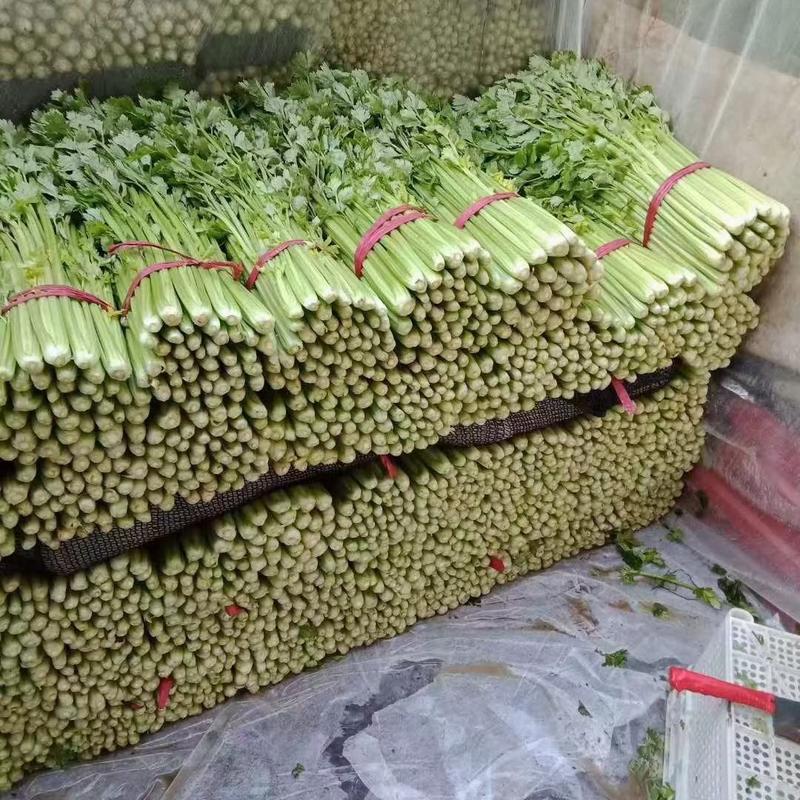 【芹菜】河北西芹大量供应可实地考察对接全国市场
