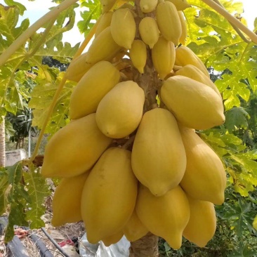 印尼无籽黄金木瓜