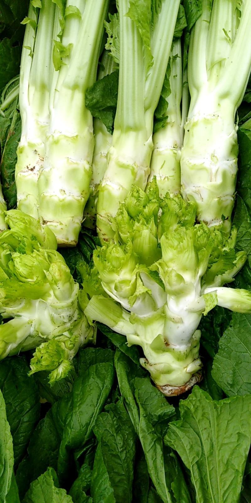 儿菜