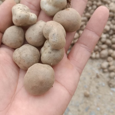 山药豆，麻山药豆量大质优价格优惠一手货源欢迎咨询采购