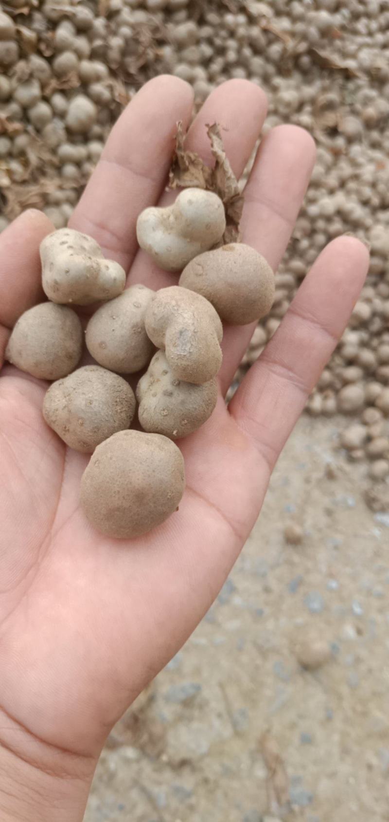 山药豆，麻山药豆量大质优价格优惠一手货源欢迎咨询采购