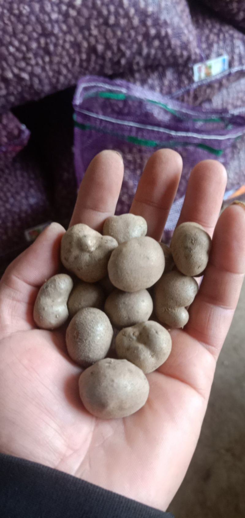山药豆，麻山药豆量大质优价格优惠一手货源欢迎咨询采购
