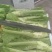 棒青菜