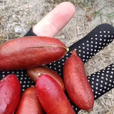 澳洲手指柠檬