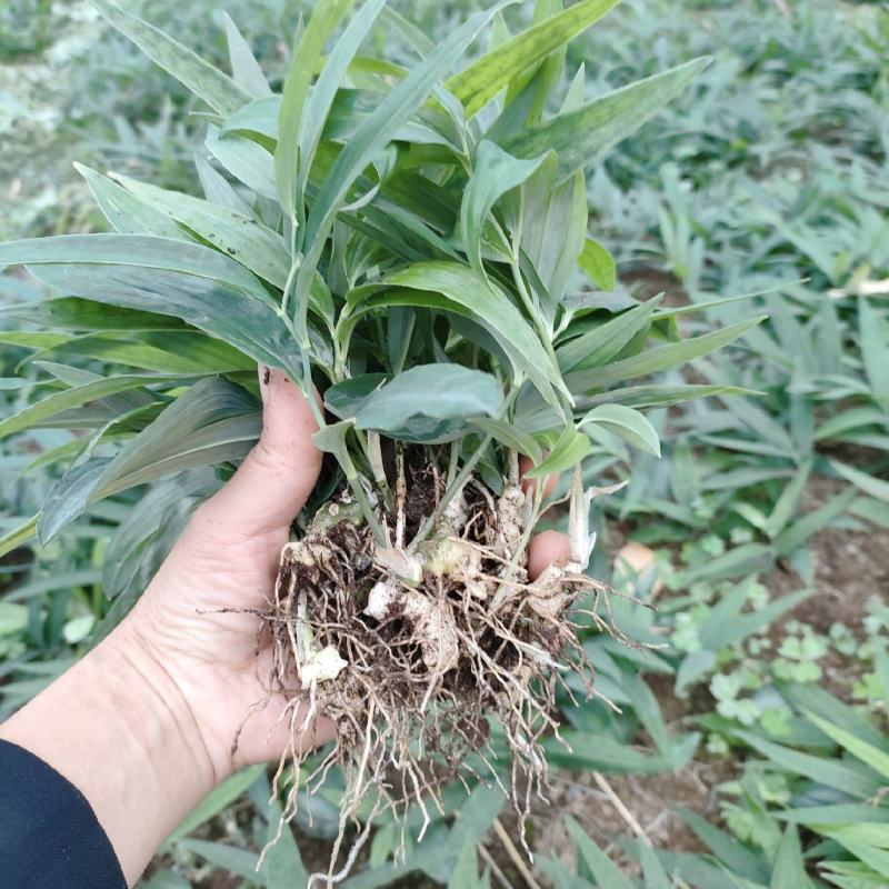 黄精籽育苗，老虎姜苗，黄姜苗产地直发欢迎联系
