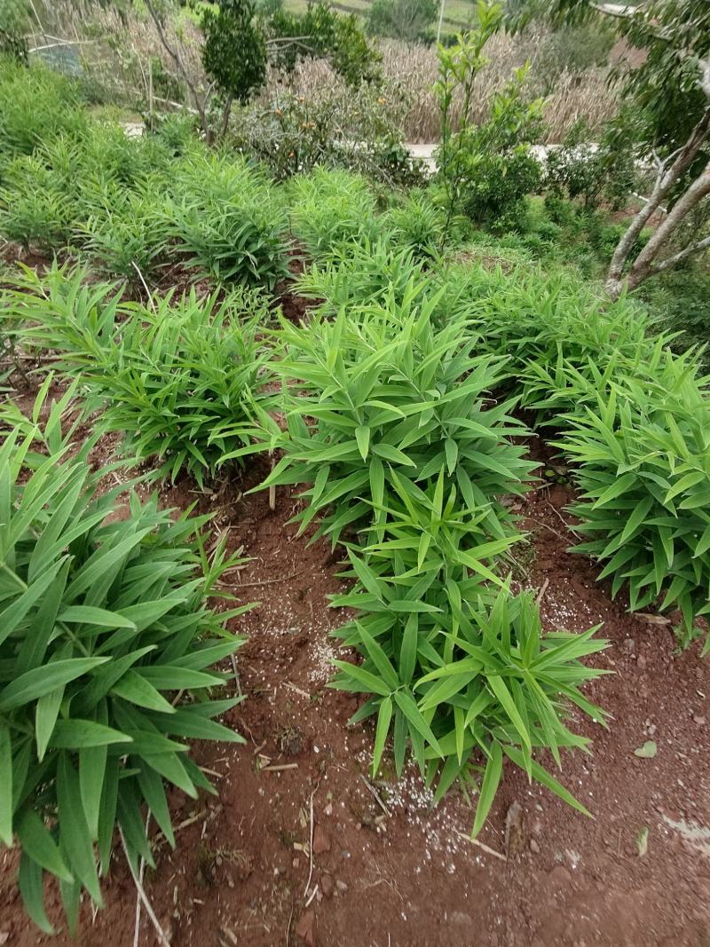 黄精籽育苗，老虎姜苗，黄姜苗产地直发欢迎联系