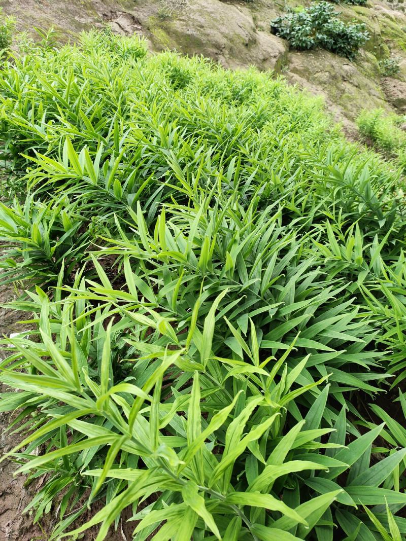 黄精籽育苗，老虎姜苗，黄姜苗产地直发欢迎联系