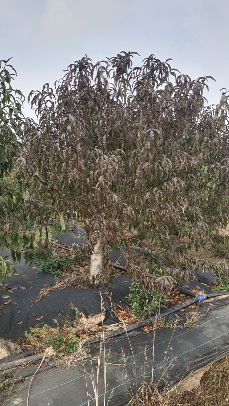 紫叶桃碧桃紫叶碧桃红叶碧桃红叶桃红花碧桃花桃