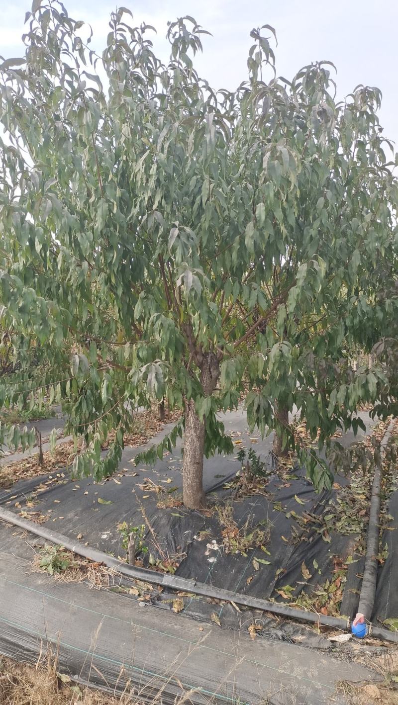 紫叶桃碧桃紫叶碧桃红叶碧桃红叶桃红花碧桃花桃