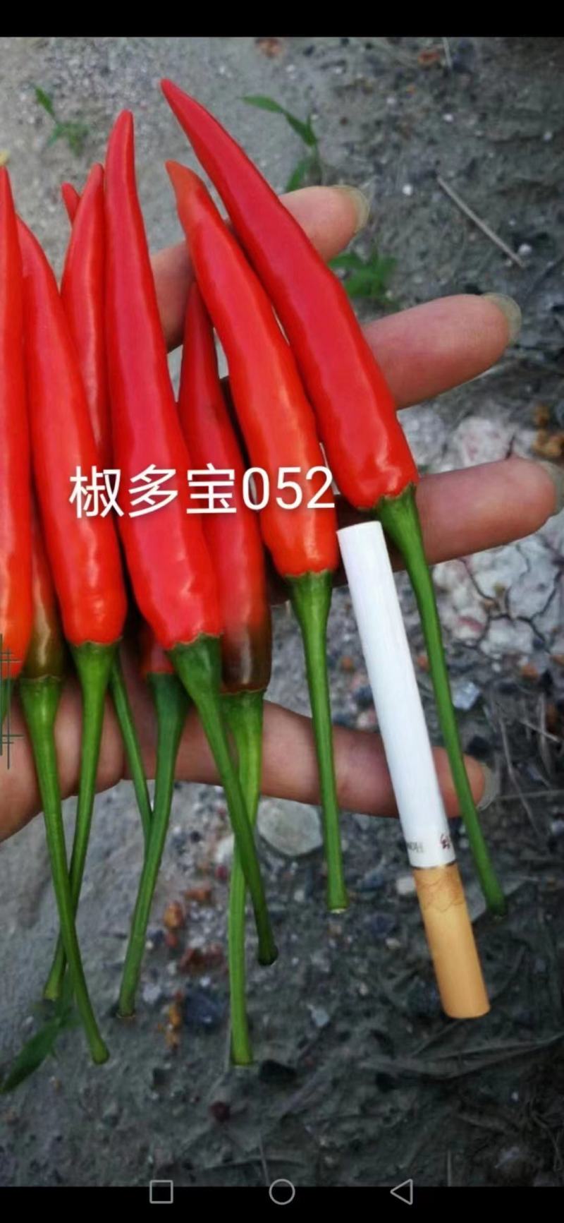 椒多宝052大果朝天椒种子硬度高把子长粗，顺直抗病强