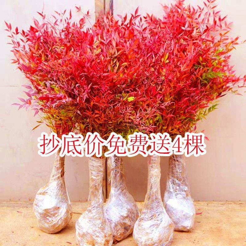 火焰南天竹树苗庭院花卉植物绿化苗木红天竹观叶盆栽耐寒四季