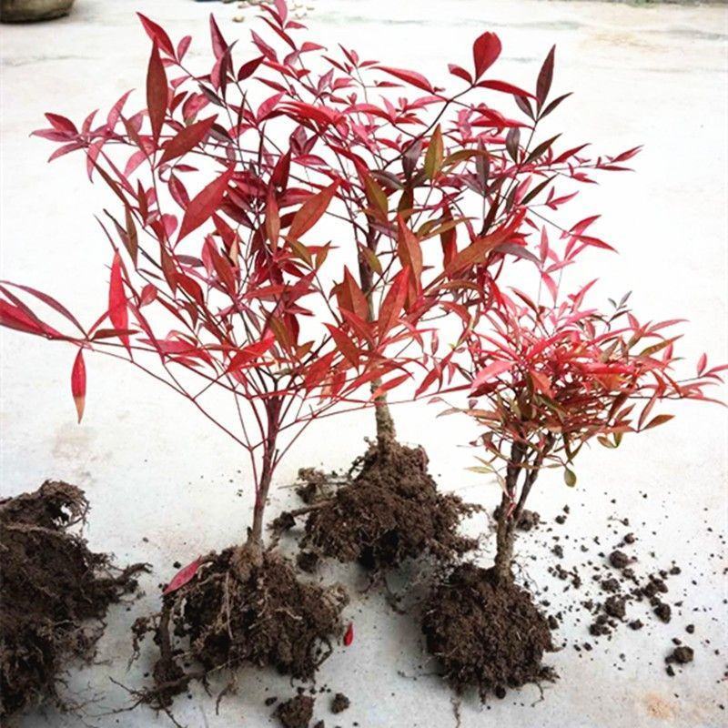 火焰南天竹树苗庭院花卉植物绿化苗木红天竹观叶盆栽耐寒四季